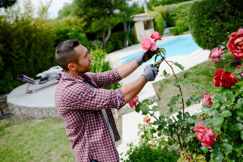 A man engaged in gardening activities in a well-maintained outdoor garden space features him trimming or inspecting a blossoming pink rose bush with lush green leaves. The garden is landscaped with a neatly mowed lawn and defined flower beds, bordered by a variety of shrubs and trees providing shade and privacy. In the background, there is a modern swimming pool with a light-colored paved surrounding area, and a garden lounge chair placed near it. The environment appears bright and sunny, indicating clear weather, with natural light illuminating the scene. The overall setting showcases a tidy, organized outdoor area suitable for gardening and lawn care services, with the presence of garden tools and flowering plants emphasizing routine garden maintenance. The garden's combination of vibrant flower colours, green foliage, and smooth paved surfaces reflects careful landscaping and professional outdoor upkeep, aligning with gardening services available in Clapham or nearby areas with postcode SW4 or SW12.