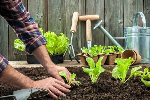 Eco-friendly garden maintenance in Clapham
