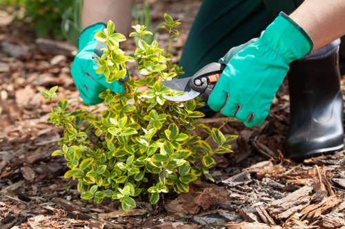 Variety of plants suitable for Clapham's climate in a landscaped garden