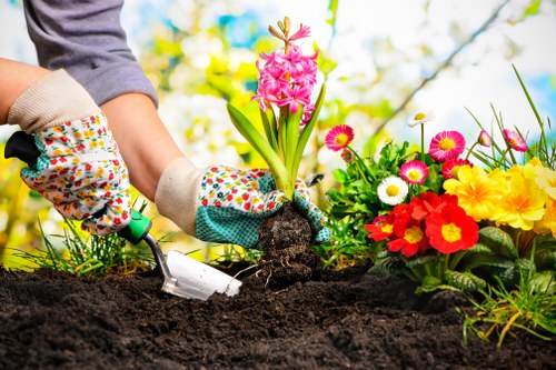 A person wearing colourful gardening gloves is planting a pink hyacinth flower into dark, rich soil in a well-maintained garden. Surrounding the planting area are vibrant flower beds filled with a variety of colorful blooms, including white, yellow, and red flowers, all set in a lush green lawn. In the background, there are leafy shrubs and small trees with fresh foliage, indicating a healthy, landscaped outdoor space. The garden appears sunny and inviting, with natural light highlighting the vibrant colours and textures of the plants, and the scene reflects a typical gardening activity supported by professional lawn and garden care services in Clapham or nearby London postcodes.