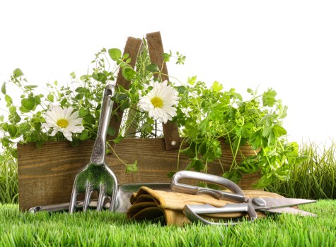 A garden scene featuring a raised wooden flower bed filled with lush green plants and white daisy-like flowers, set on a well-maintained grassy lawn. In front of the flower bed, various gardening tools are arranged, including a metal hand rake, a pair of gardening gloves, and a small trowel, all of which are used for outdoor landscaping and lawn maintenance. The background shows a clear, bright outdoor environment with natural daylight, suggesting a tidy and cared-for garden in the Clapham area, indicative of local gardening services provided by Lawn Mowing Clapham. The garden elements are arranged to showcase a typical outdoor space that benefits from professional lawn care and gardening expertise, emphasizing a green, healthy lawn with natural tones of green, brown, and white, and an inviting outdoor ambience suitable for gardening activities.